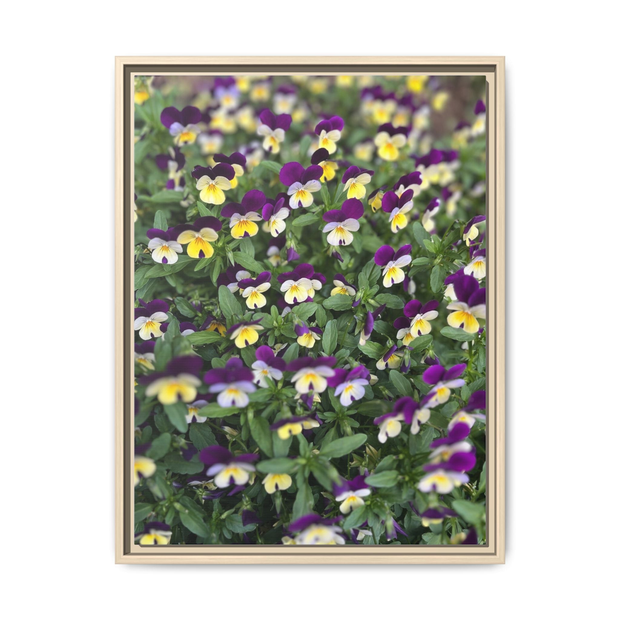 Pansy Field Framed Matte Canvas Print