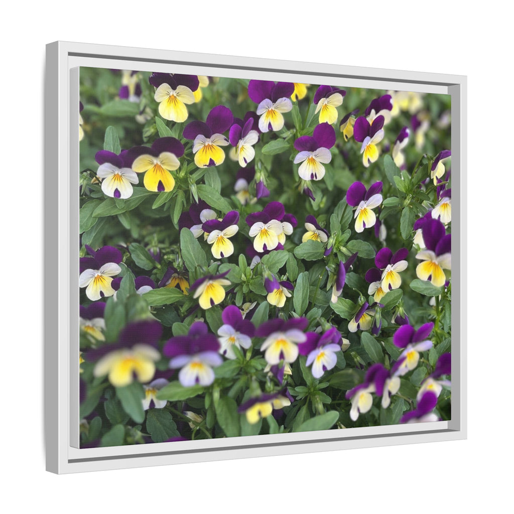 Pansy Field Framed Matte Canvas Print