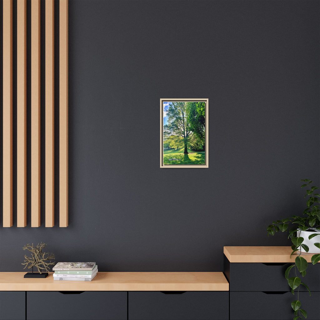 Framed Matte Canvas Print — Sunlit Park Tree Photography