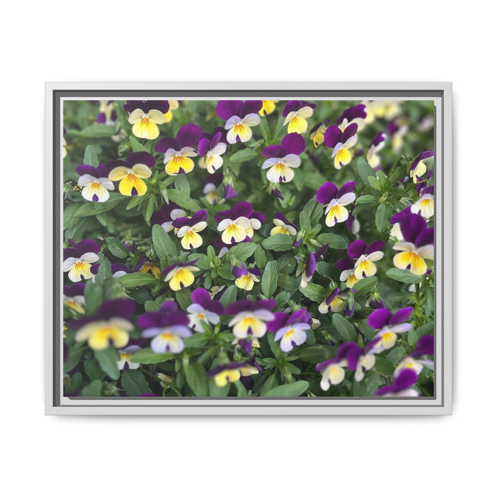 Pansy Field Framed Matte Canvas Print