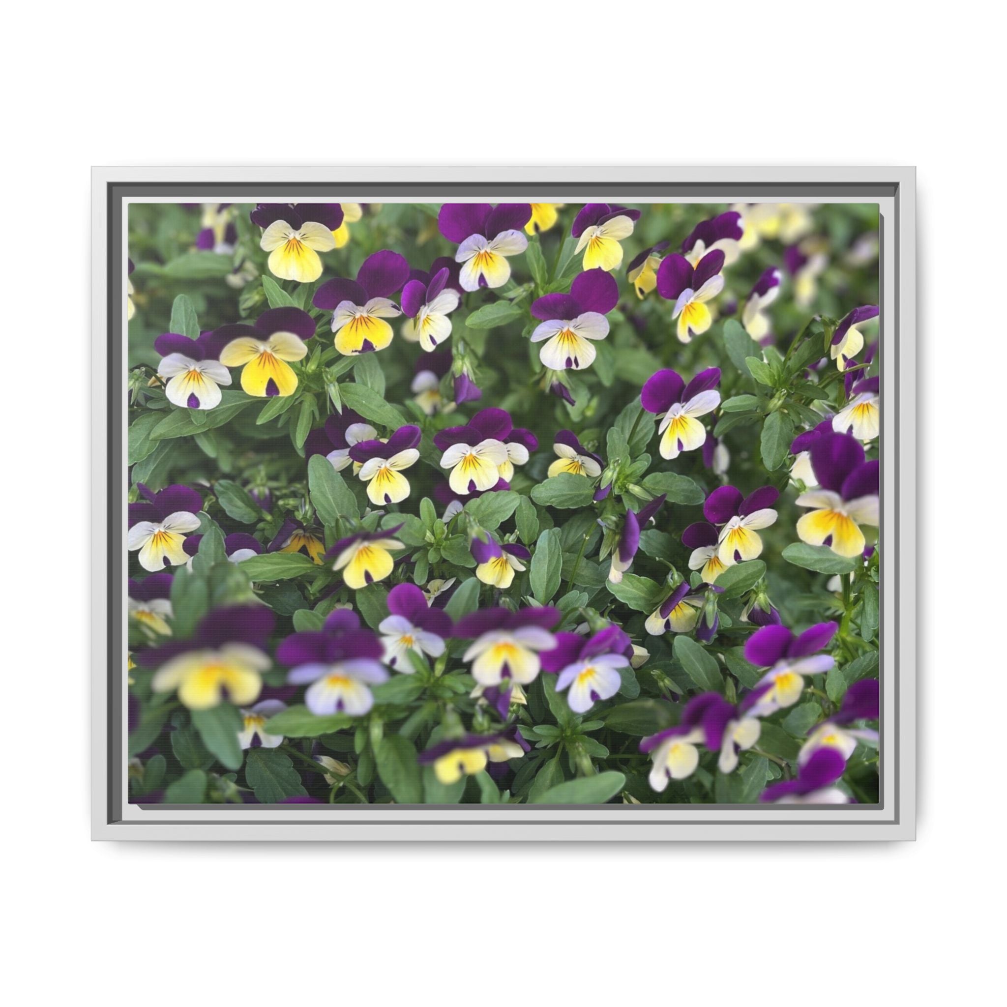 Pansy Field Framed Matte Canvas Print