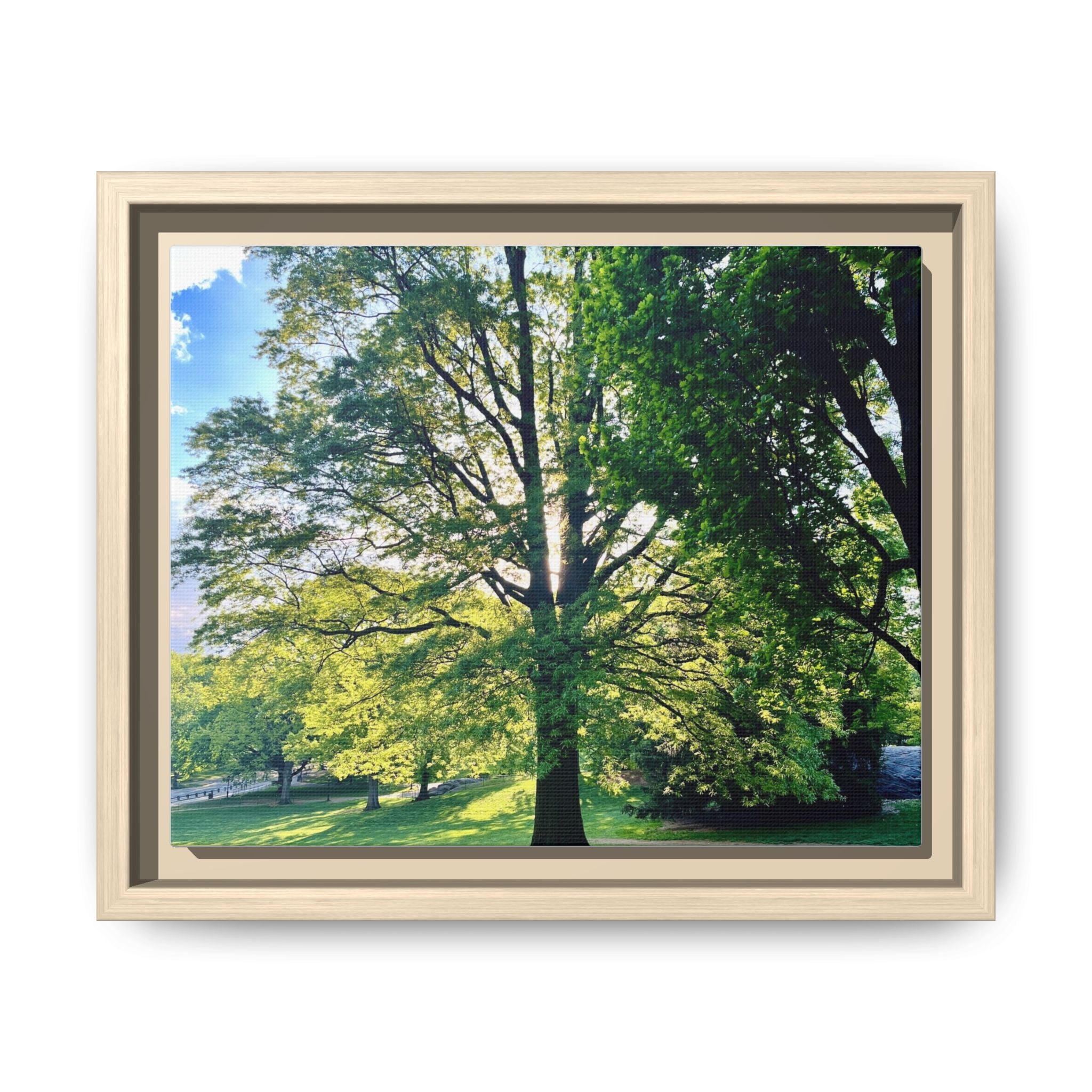 Framed Matte Canvas Wall Art — Sunlit Park Tree Landscape
