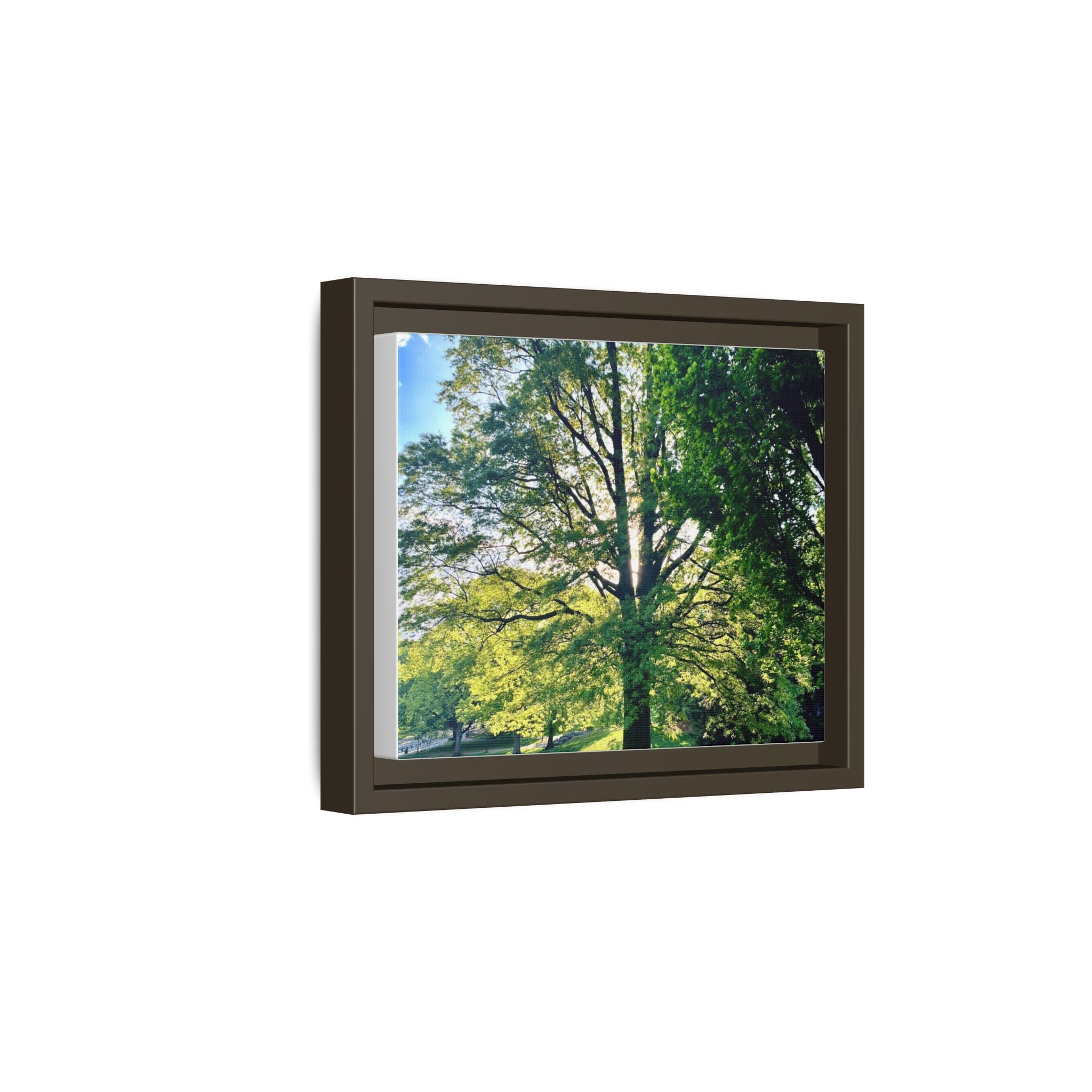 Framed Matte Canvas Print — Sunlit Park Tree Photography