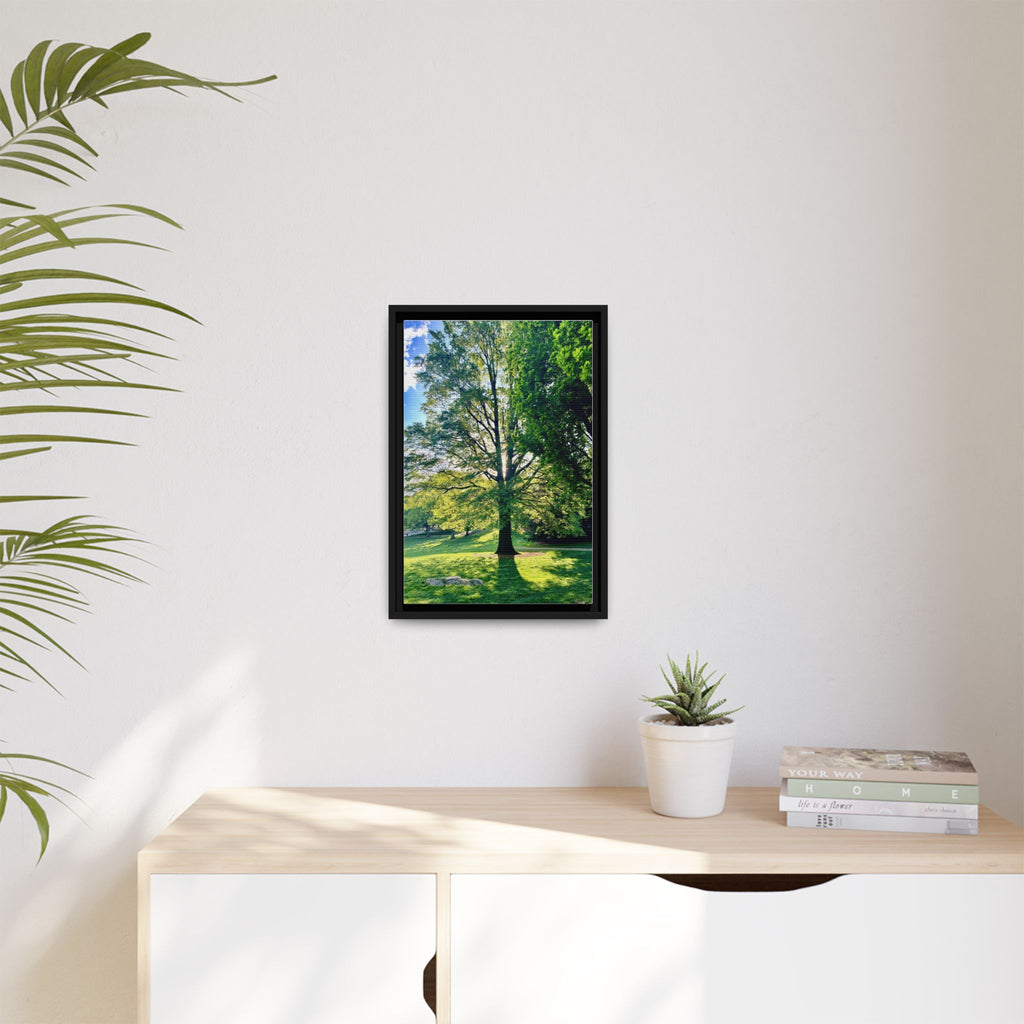 Framed Matte Canvas Print — Sunlit Park Tree Photography