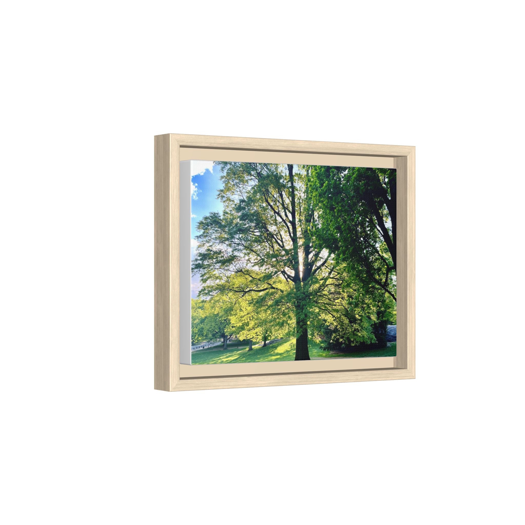 Framed Matte Canvas Wall Art — Sunlit Park Tree Landscape
