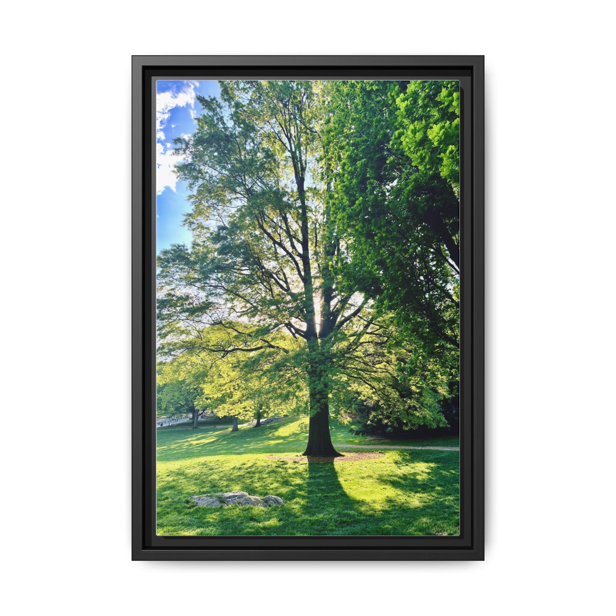 Framed Matte Canvas Print — Sunlit Park Tree Photography