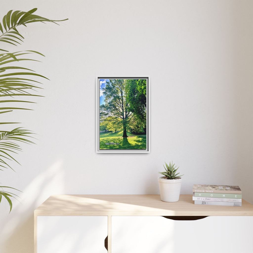 Framed Matte Canvas Print — Sunlit Park Tree Photography