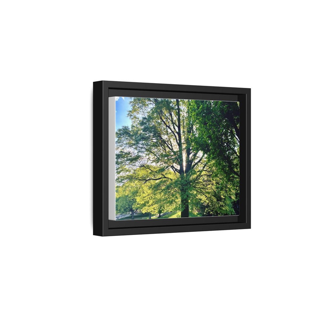 Framed Matte Canvas Print — Sunlit Park Tree Photography