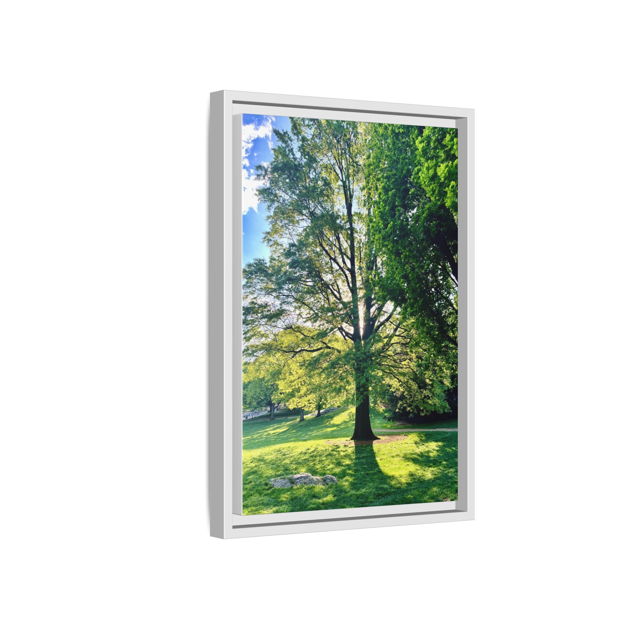 Framed Matte Canvas Print — Sunlit Park Tree Photography