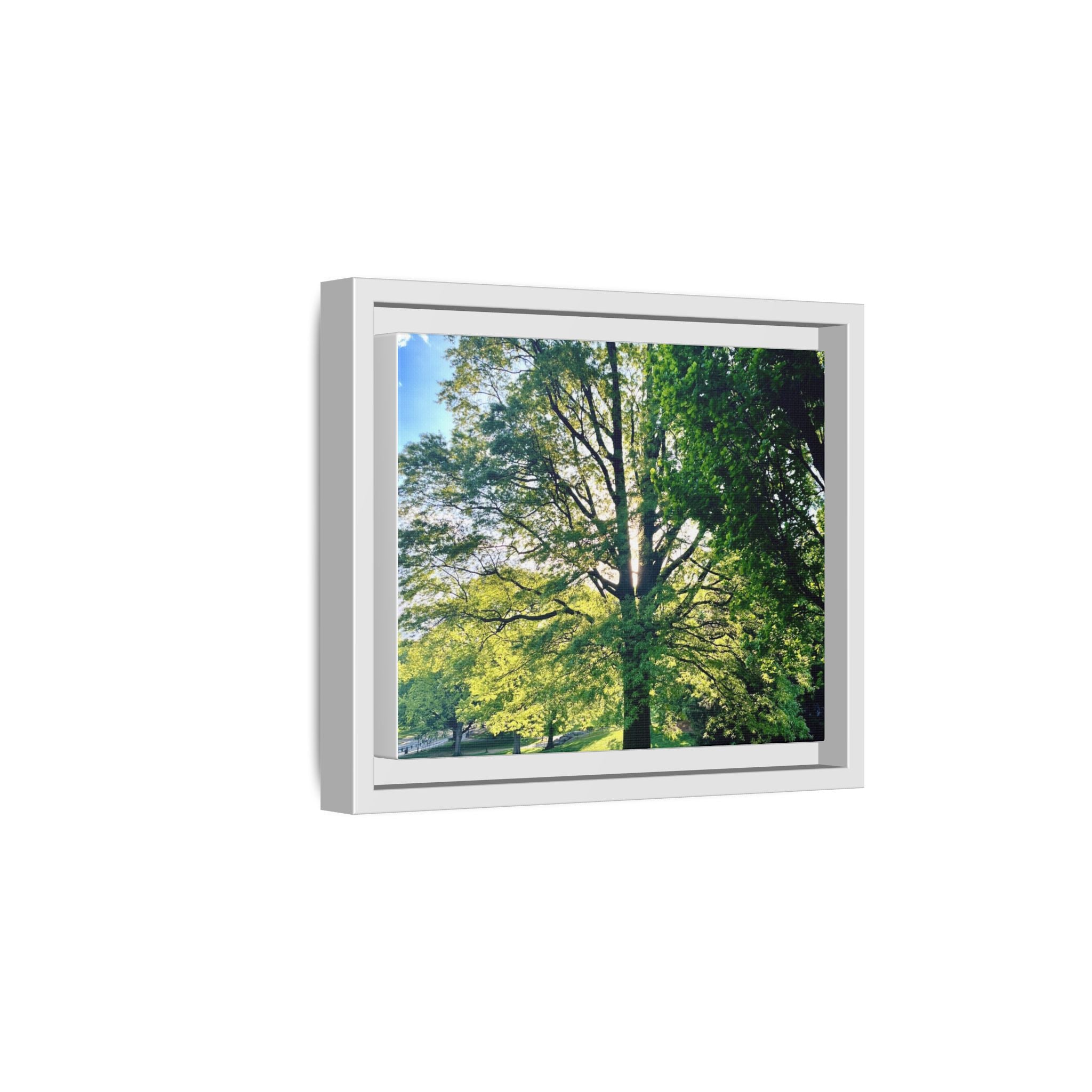 Framed Matte Canvas Print — Sunlit Park Tree Photography