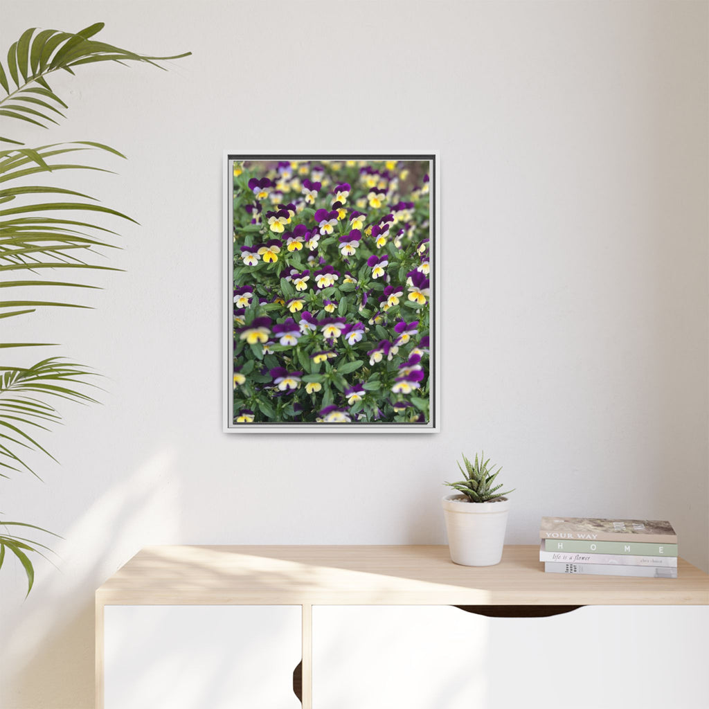 Pansy Field Framed Matte Canvas Print
