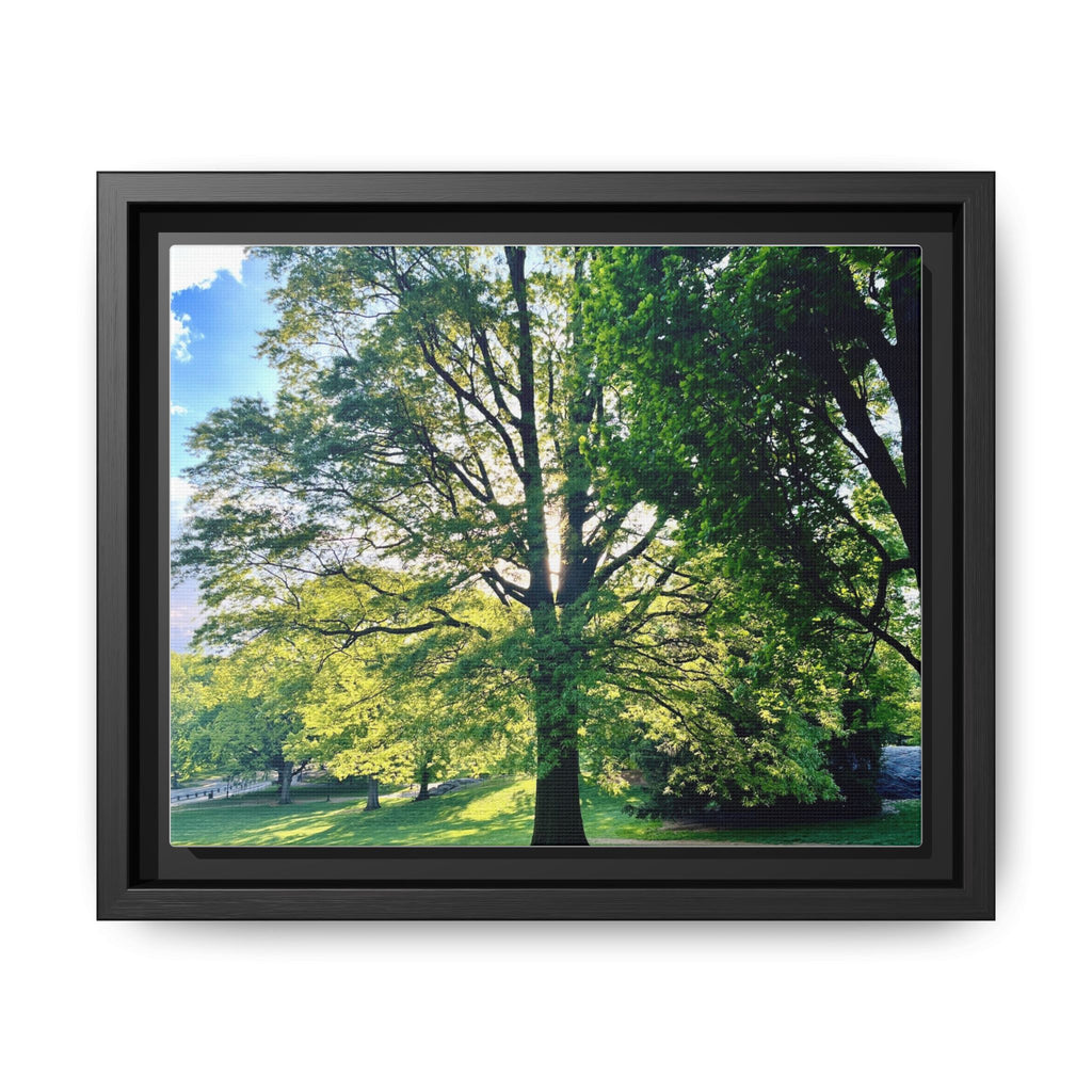 Framed Matte Canvas Wall Art — Sunlit Park Tree Landscape