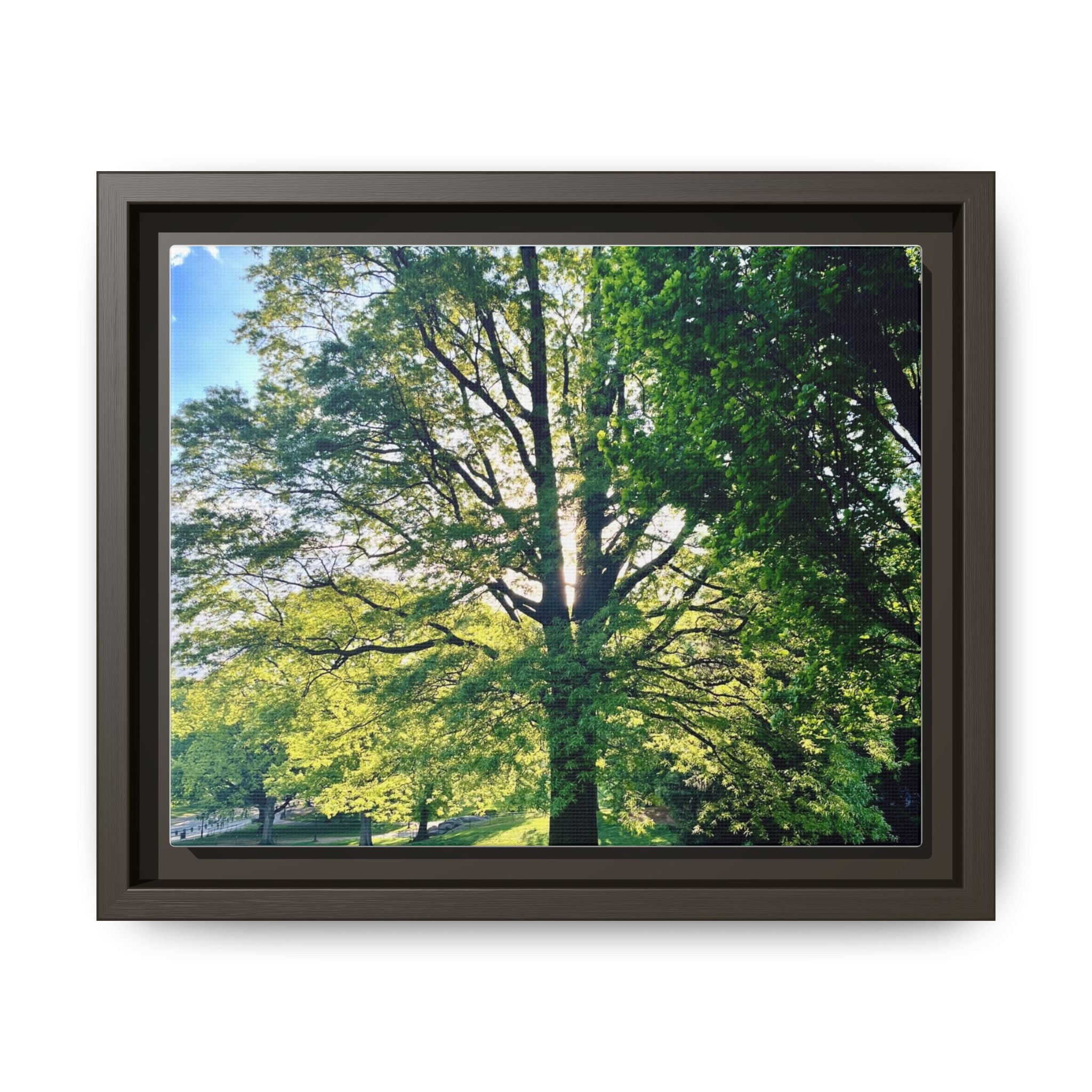 Framed Matte Canvas Print — Sunlit Park Tree Photography