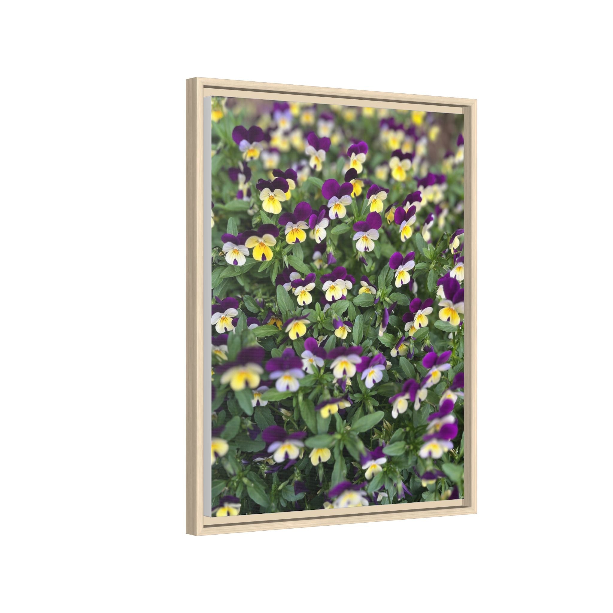 Pansy Field Framed Matte Canvas Print
