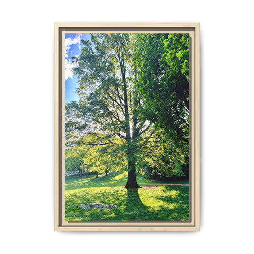 Framed Matte Canvas Print — Sunlit Park Tree Photography
