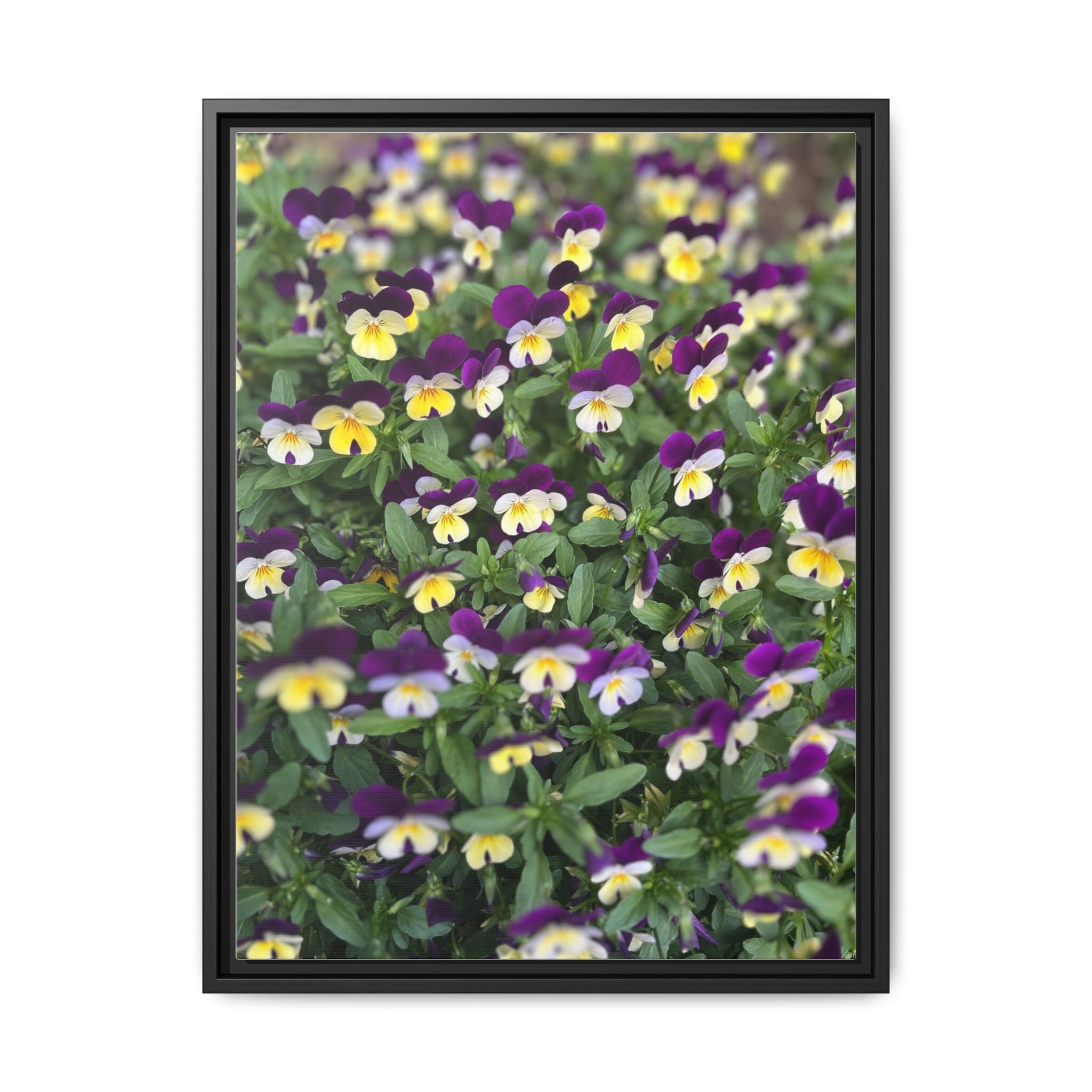 Pansy Field Framed Matte Canvas Print
