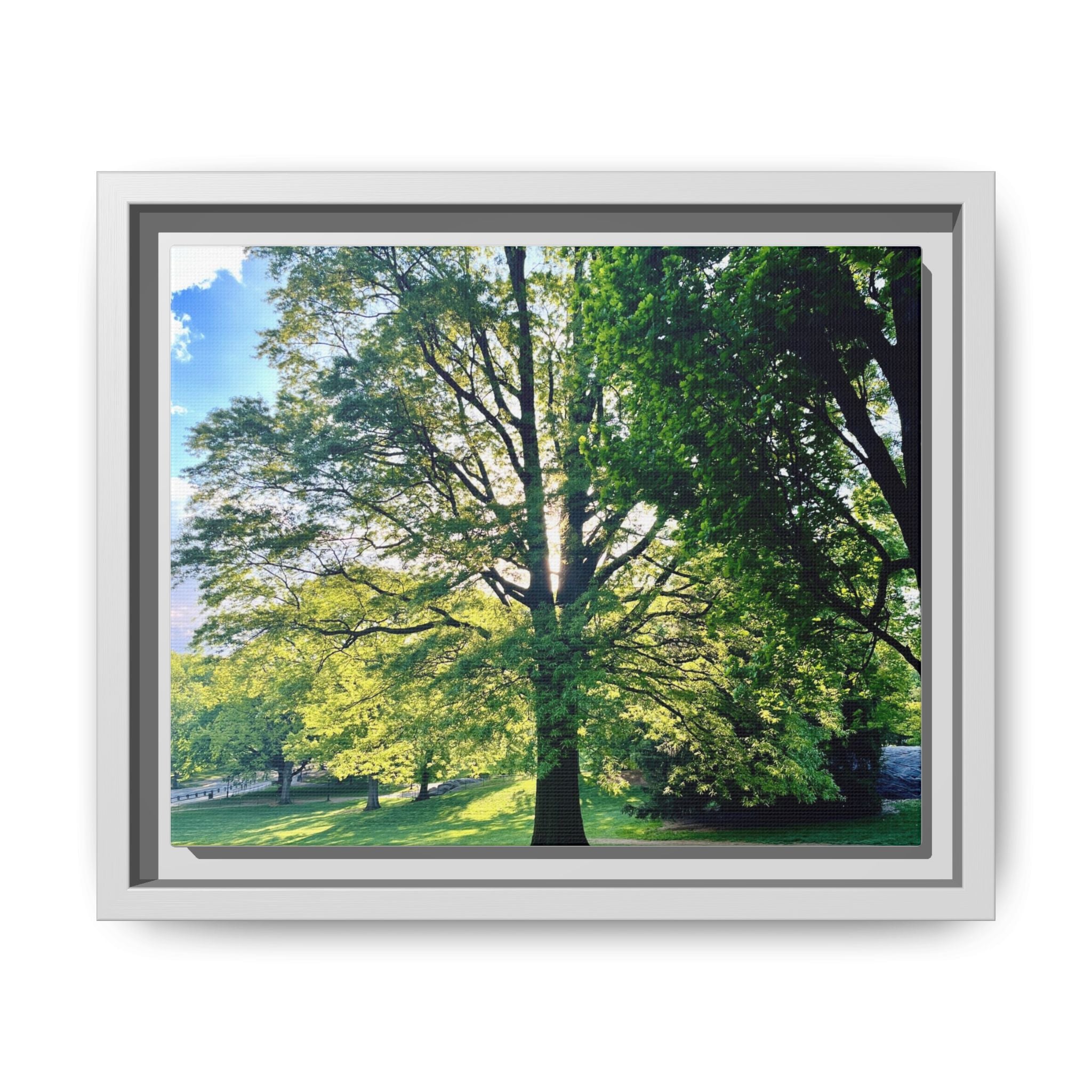 Framed Matte Canvas Wall Art — Sunlit Park Tree Landscape