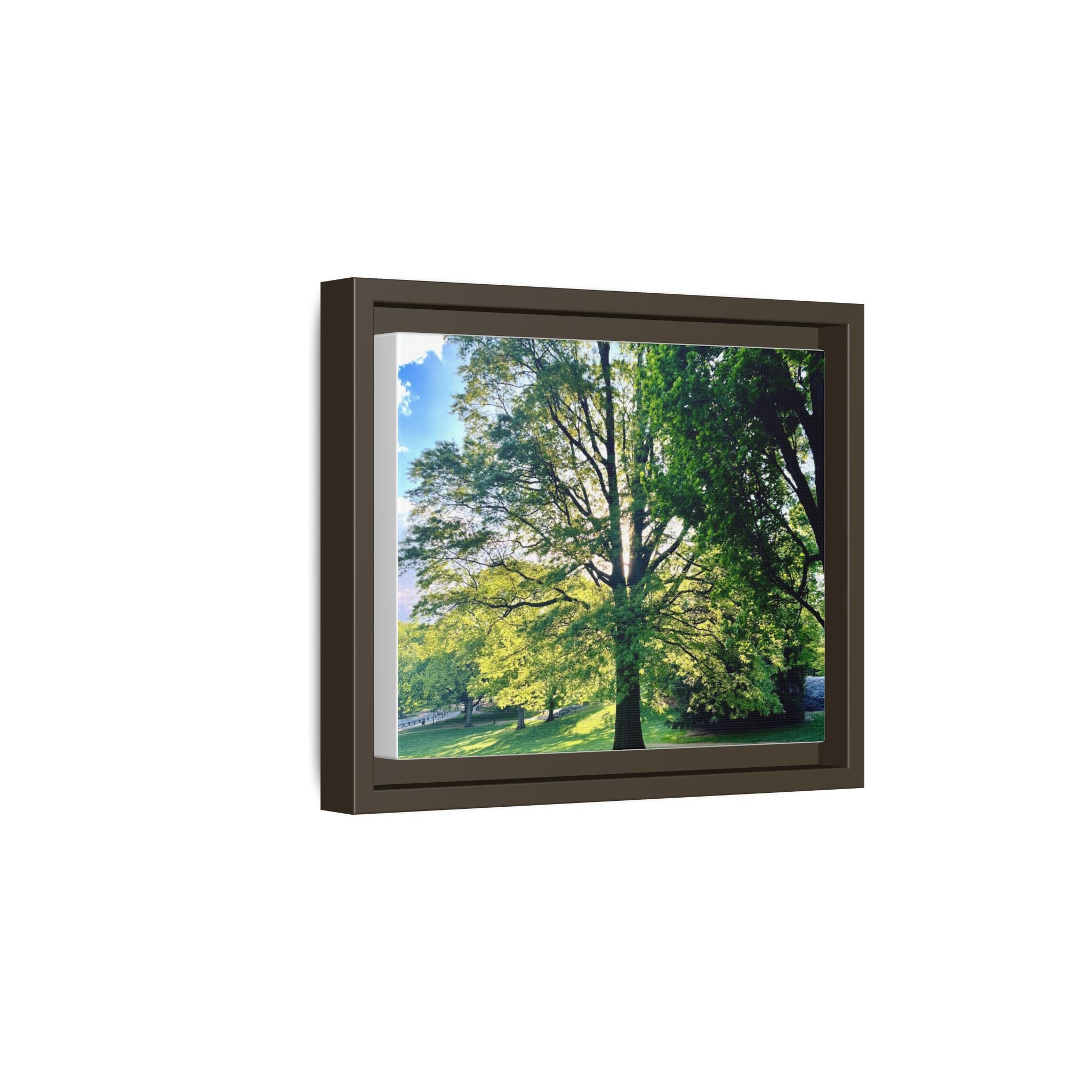 Framed Matte Canvas Wall Art — Sunlit Park Tree Landscape