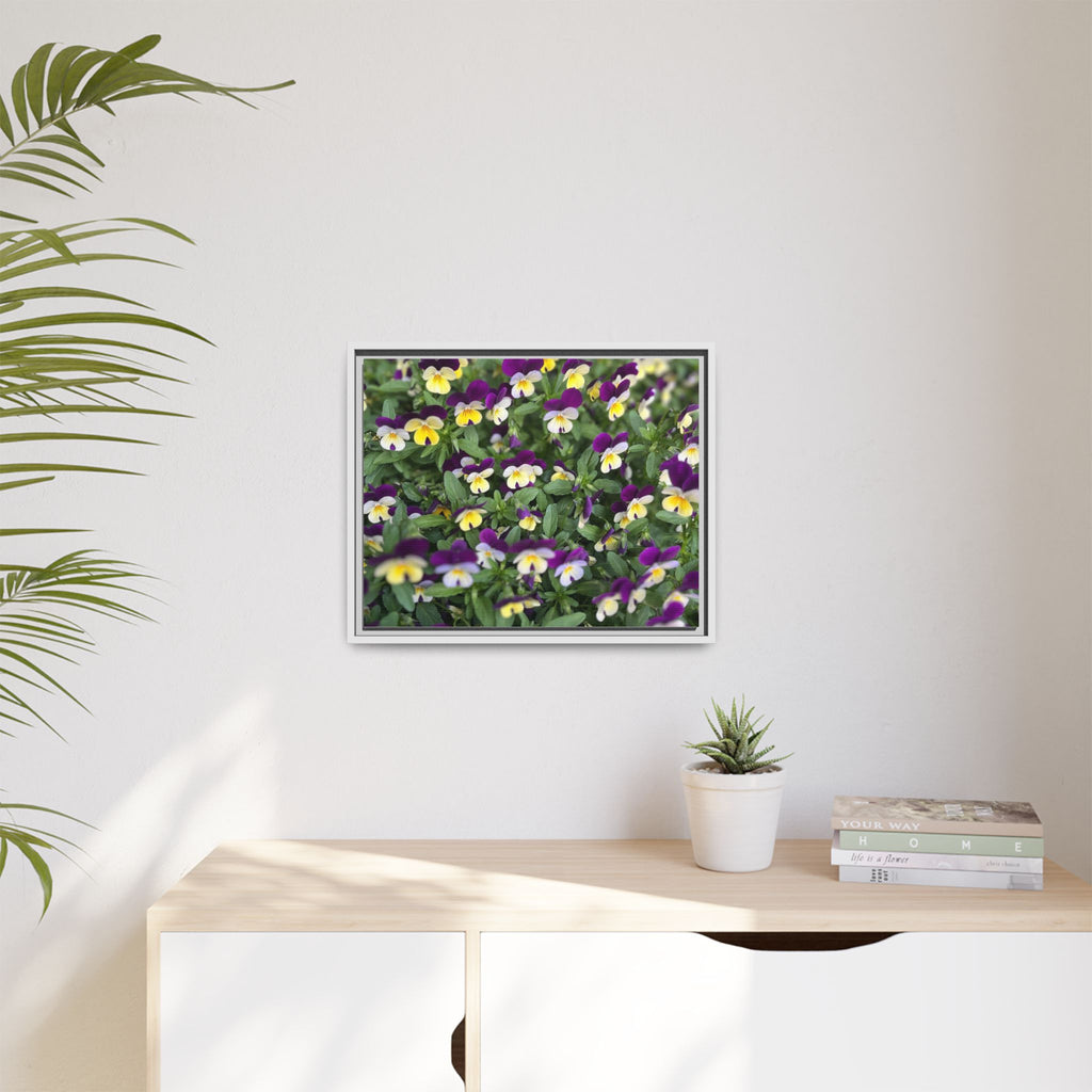 Pansy Field Framed Matte Canvas Print