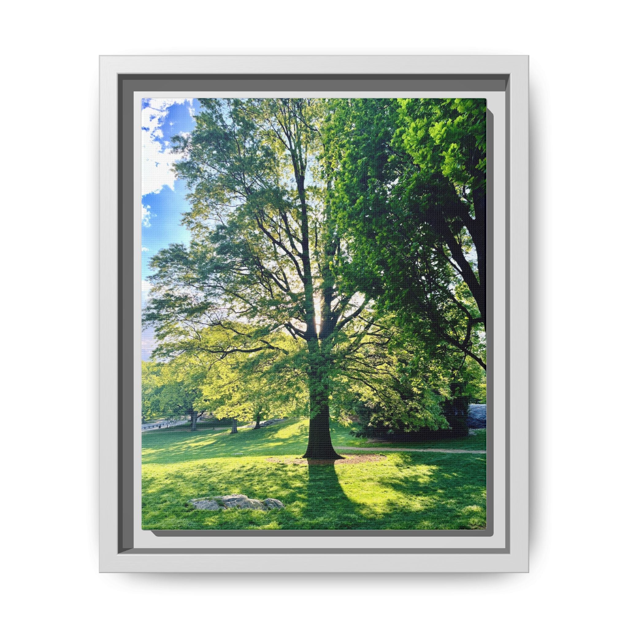 Framed Matte Canvas Wall Art — Sunlit Park Tree Landscape