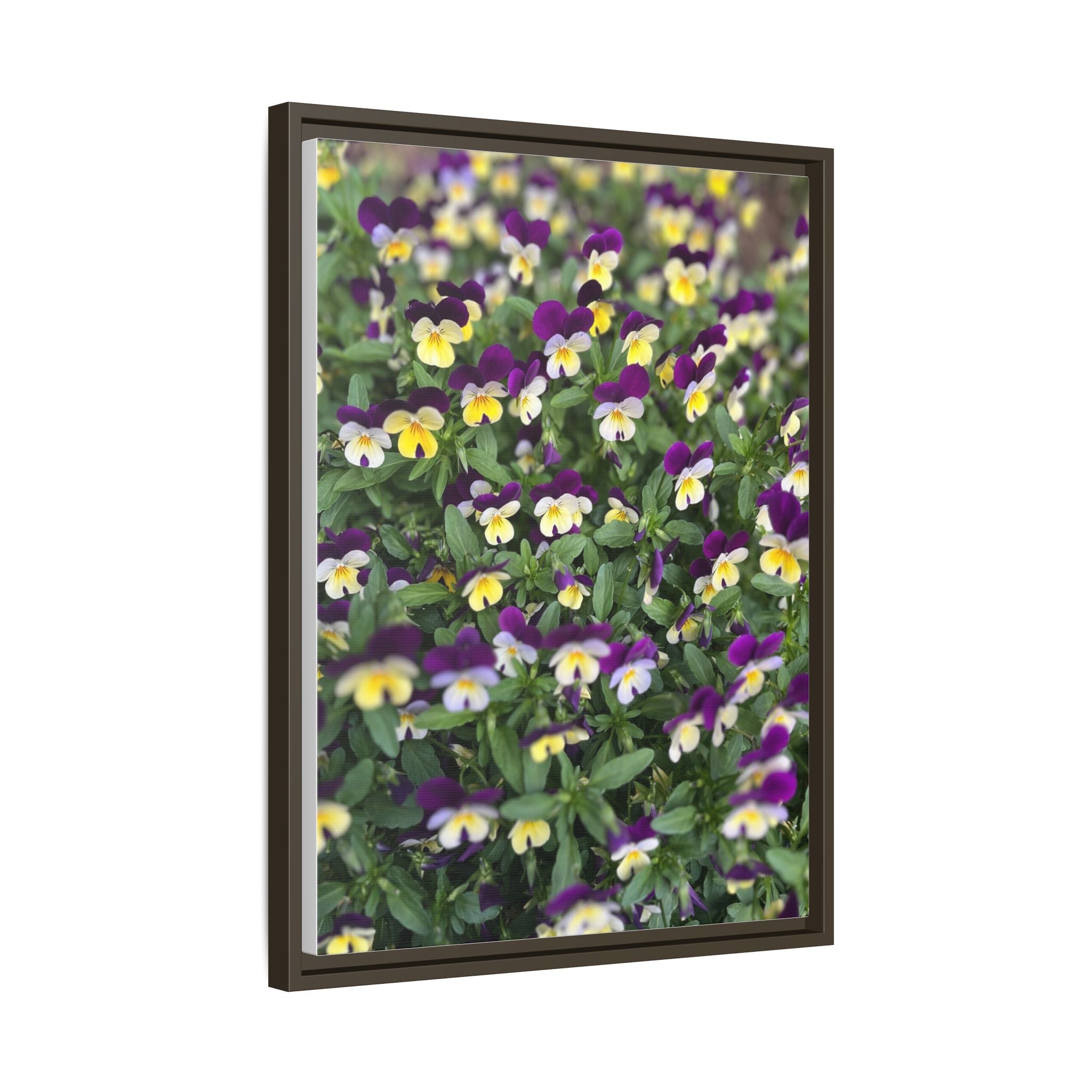 Pansy Field Framed Matte Canvas Print