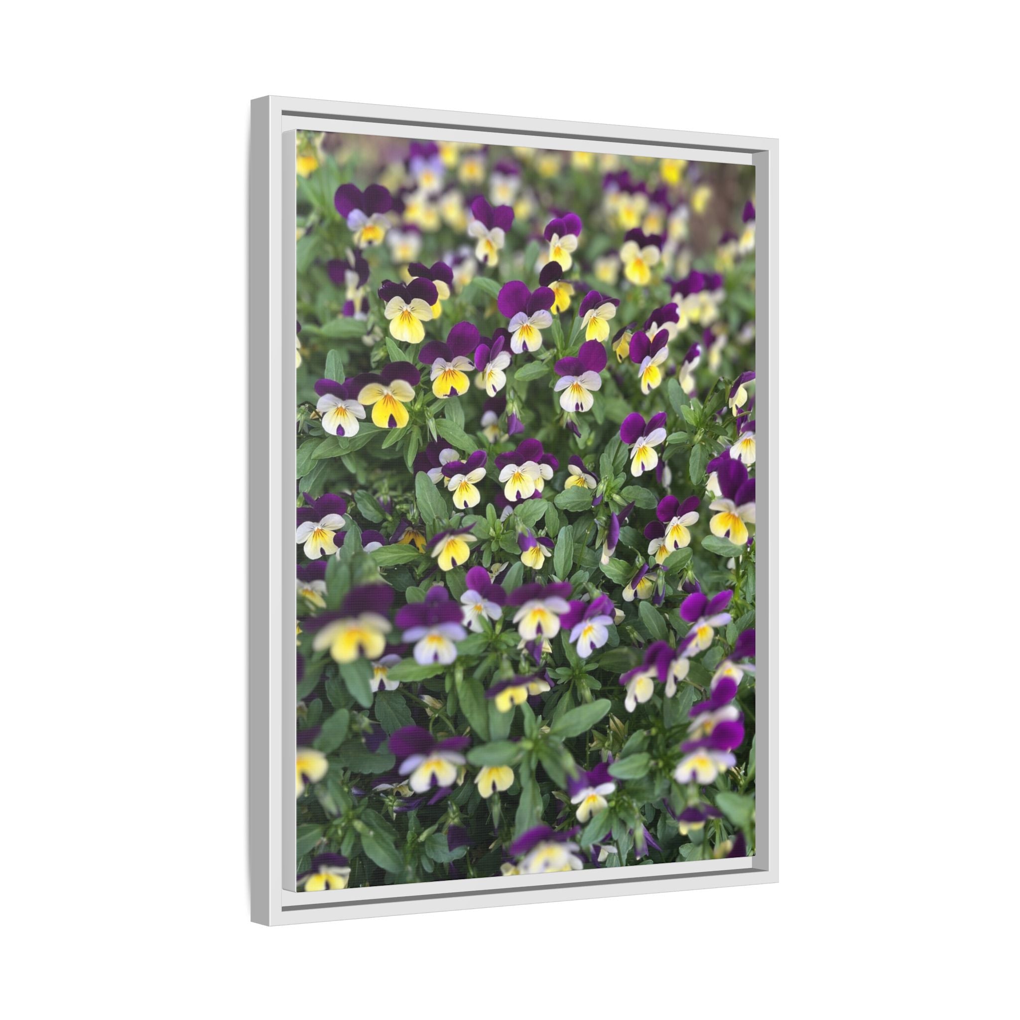 Pansy Field Framed Matte Canvas Print