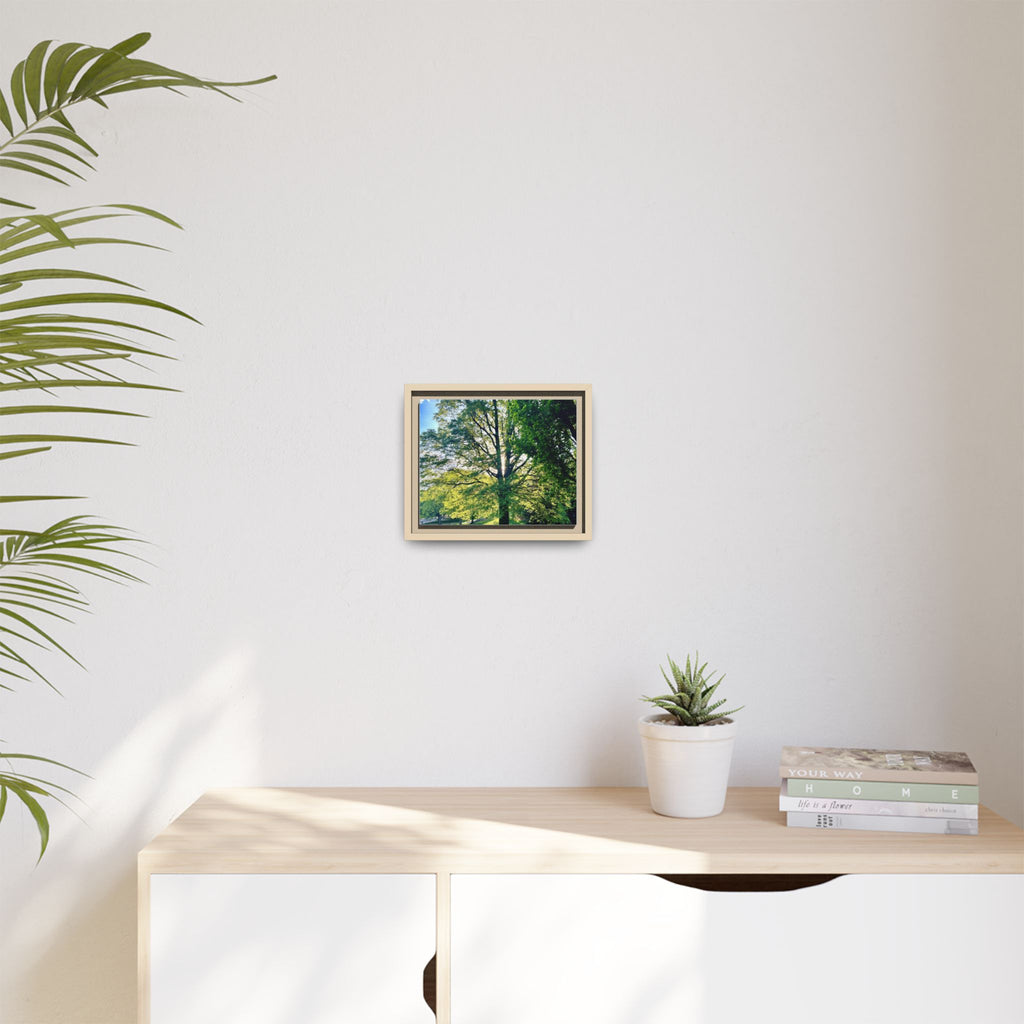 Framed Matte Canvas Print — Sunlit Park Tree Photography