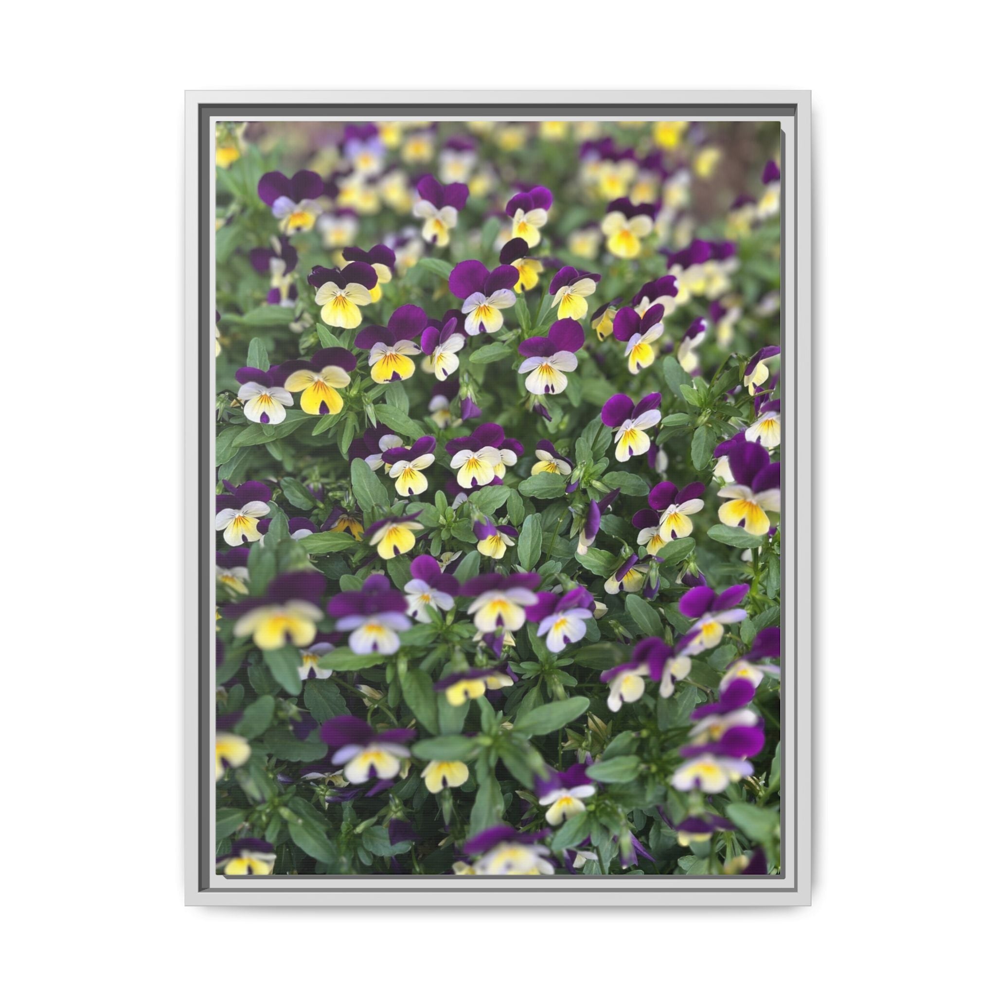 Pansy Field Framed Matte Canvas Print