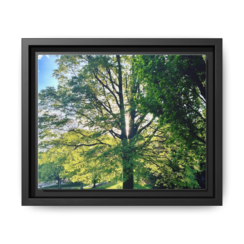 Framed Matte Canvas Print — Sunlit Park Tree Photography