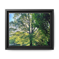 Framed Matte Canvas Print — Sunlit Park Tree Photography