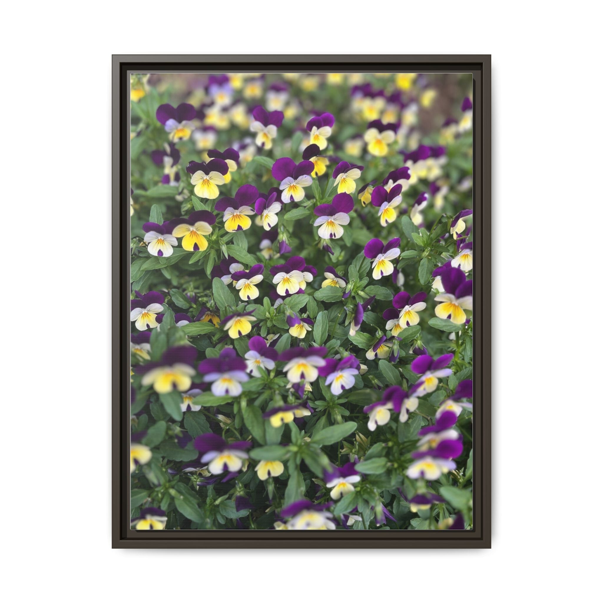 Pansy Field Framed Matte Canvas Print