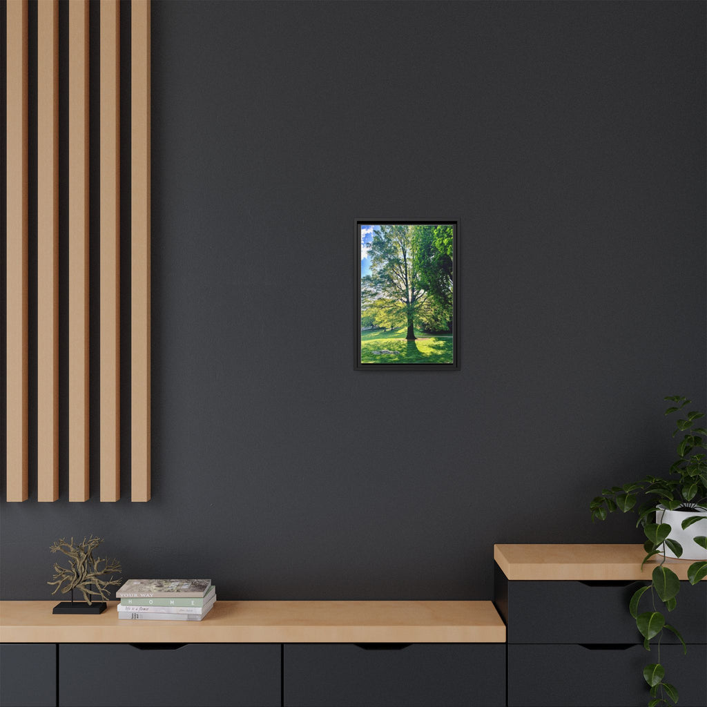 Framed Matte Canvas Print — Sunlit Park Tree Photography