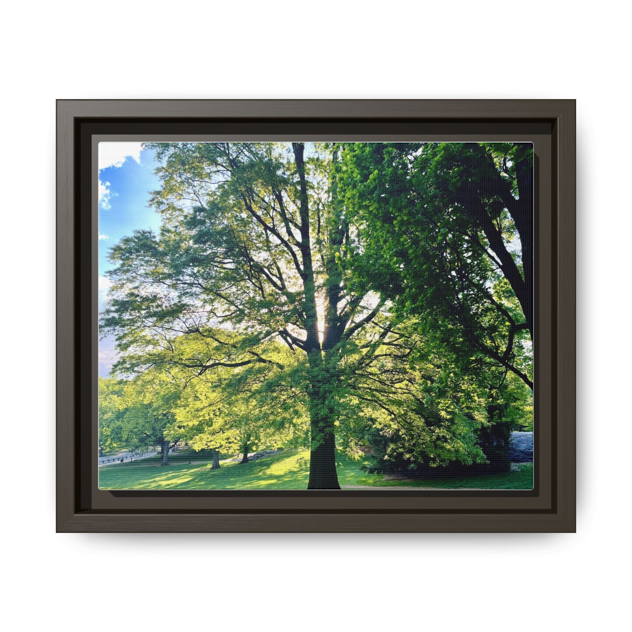 Framed Matte Canvas Wall Art — Sunlit Park Tree Landscape
