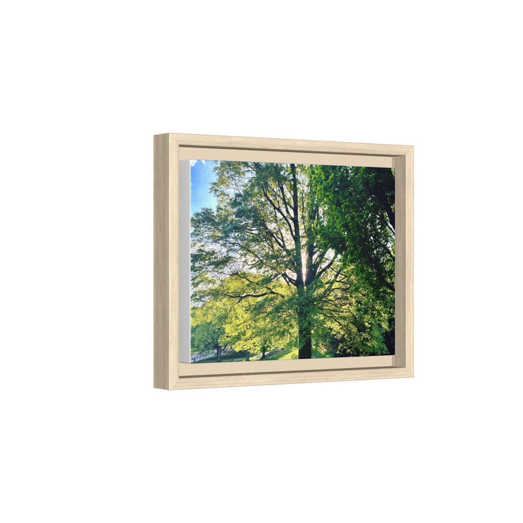 Framed Matte Canvas Print — Sunlit Park Tree Photography