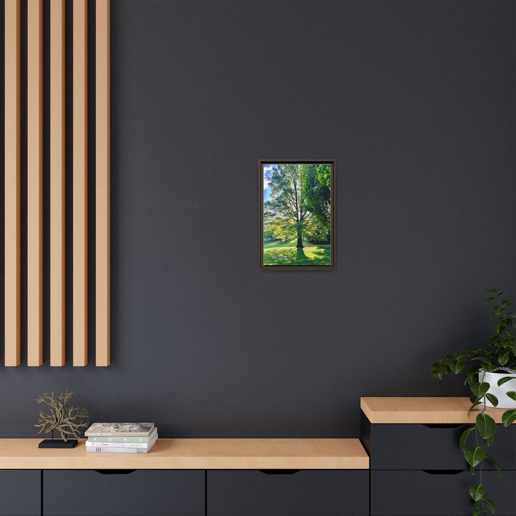 Framed Matte Canvas Print — Sunlit Park Tree Photography