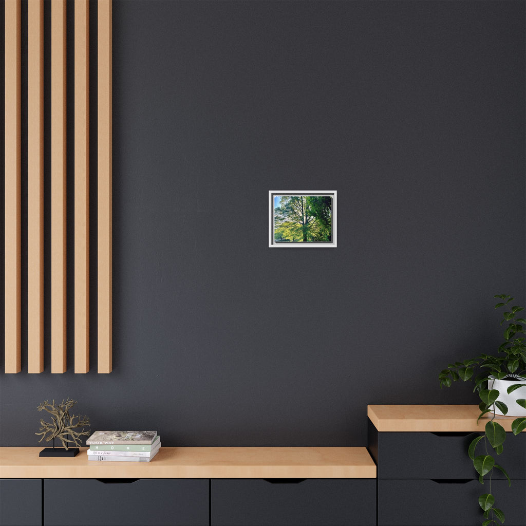 Framed Matte Canvas Print — Sunlit Park Tree Photography