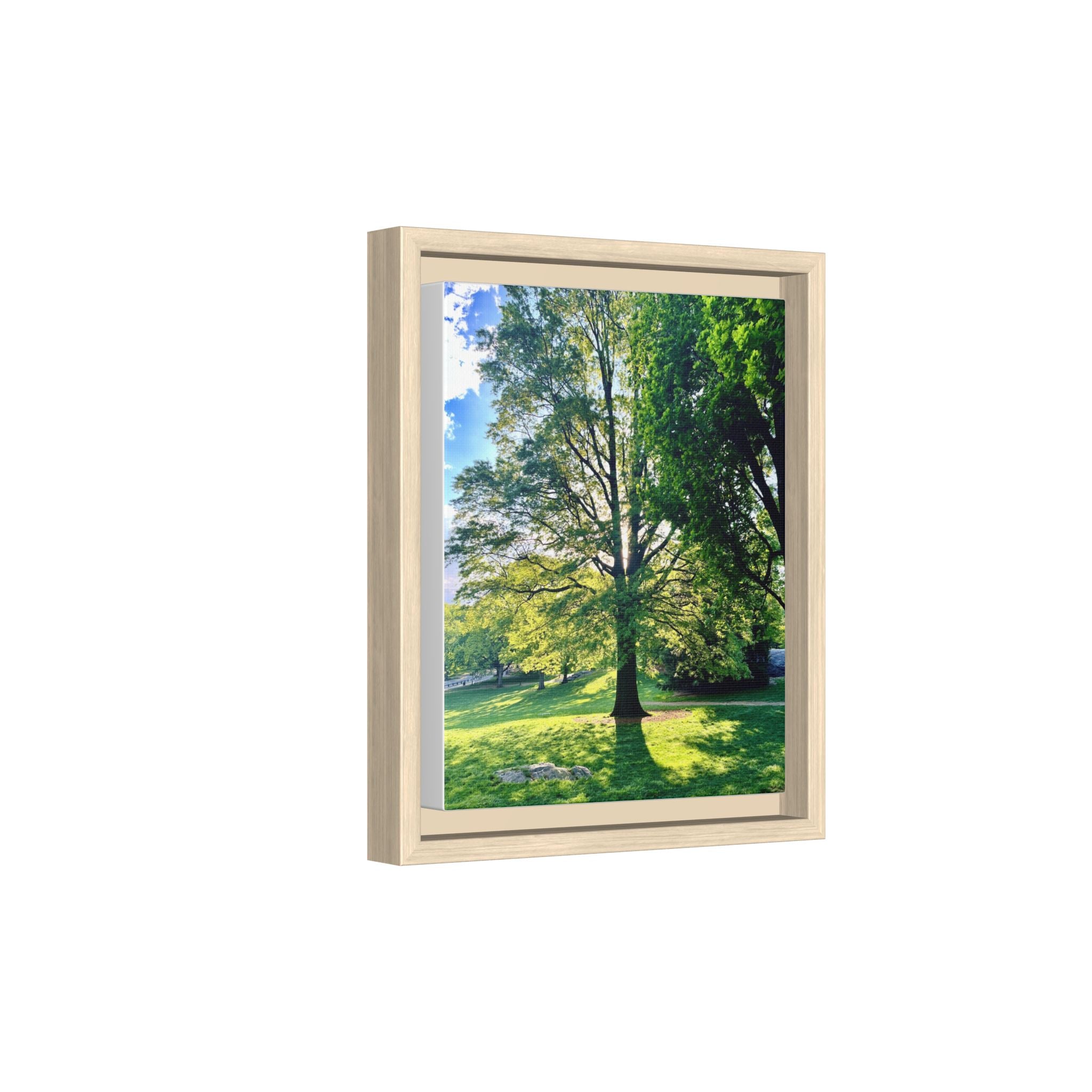 Framed Matte Canvas Wall Art — Sunlit Park Tree Landscape