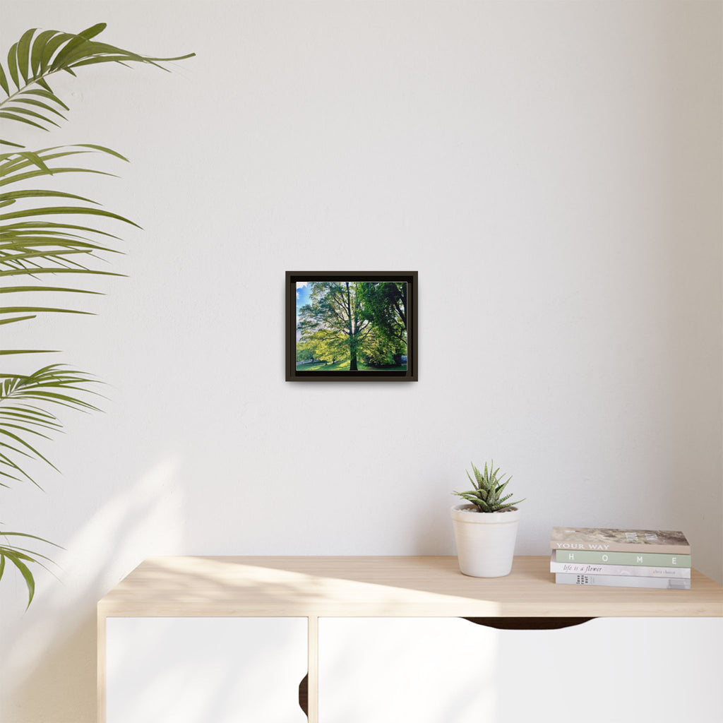 Framed Matte Canvas Wall Art — Sunlit Park Tree Landscape
