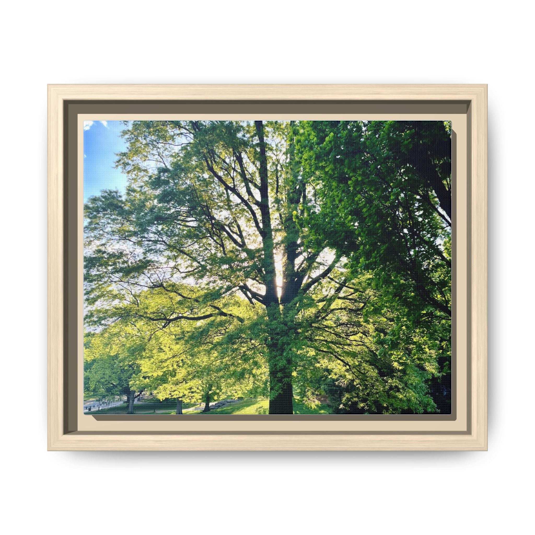 Framed Matte Canvas Print — Sunlit Park Tree Photography