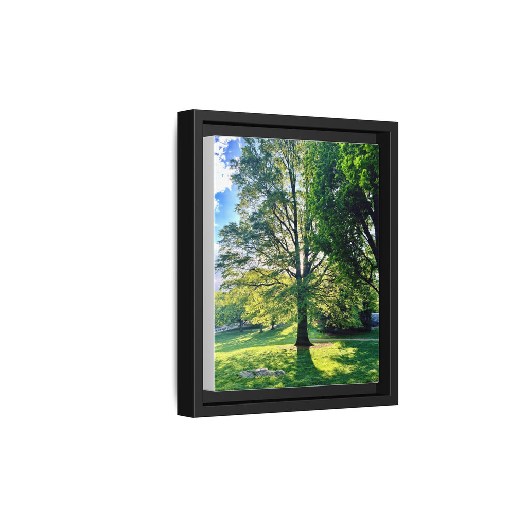 Framed Matte Canvas Wall Art — Sunlit Park Tree Landscape
