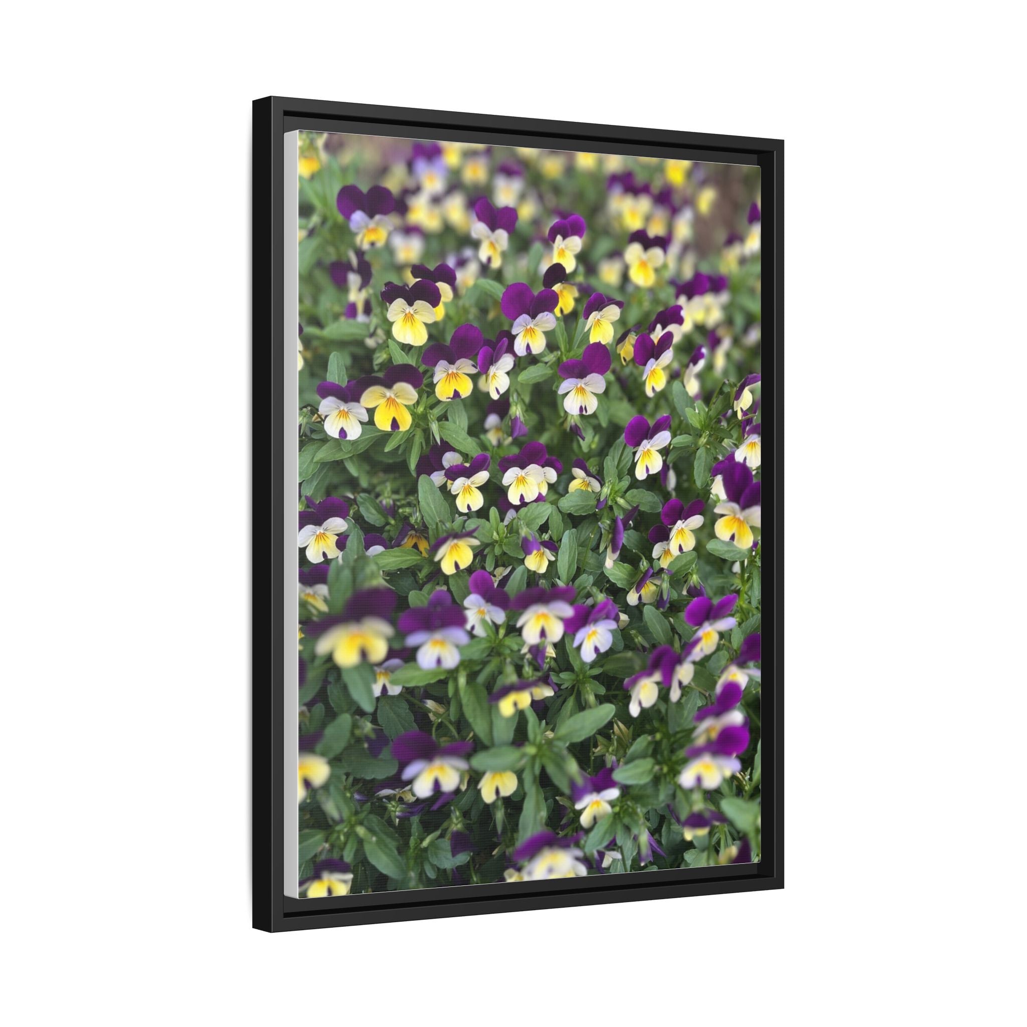 Pansy Field Framed Matte Canvas Print
