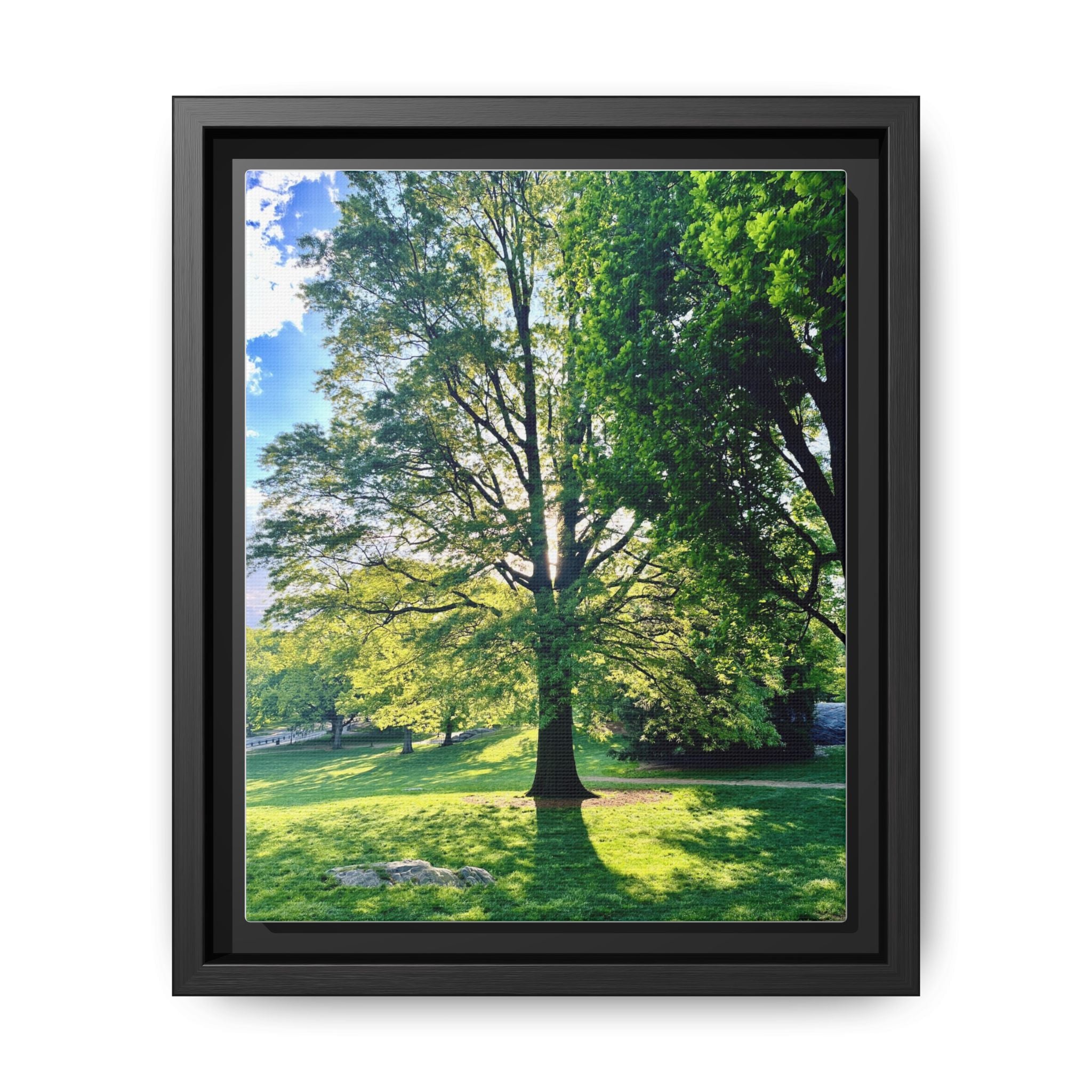 Framed Matte Canvas Wall Art — Sunlit Park Tree Landscape