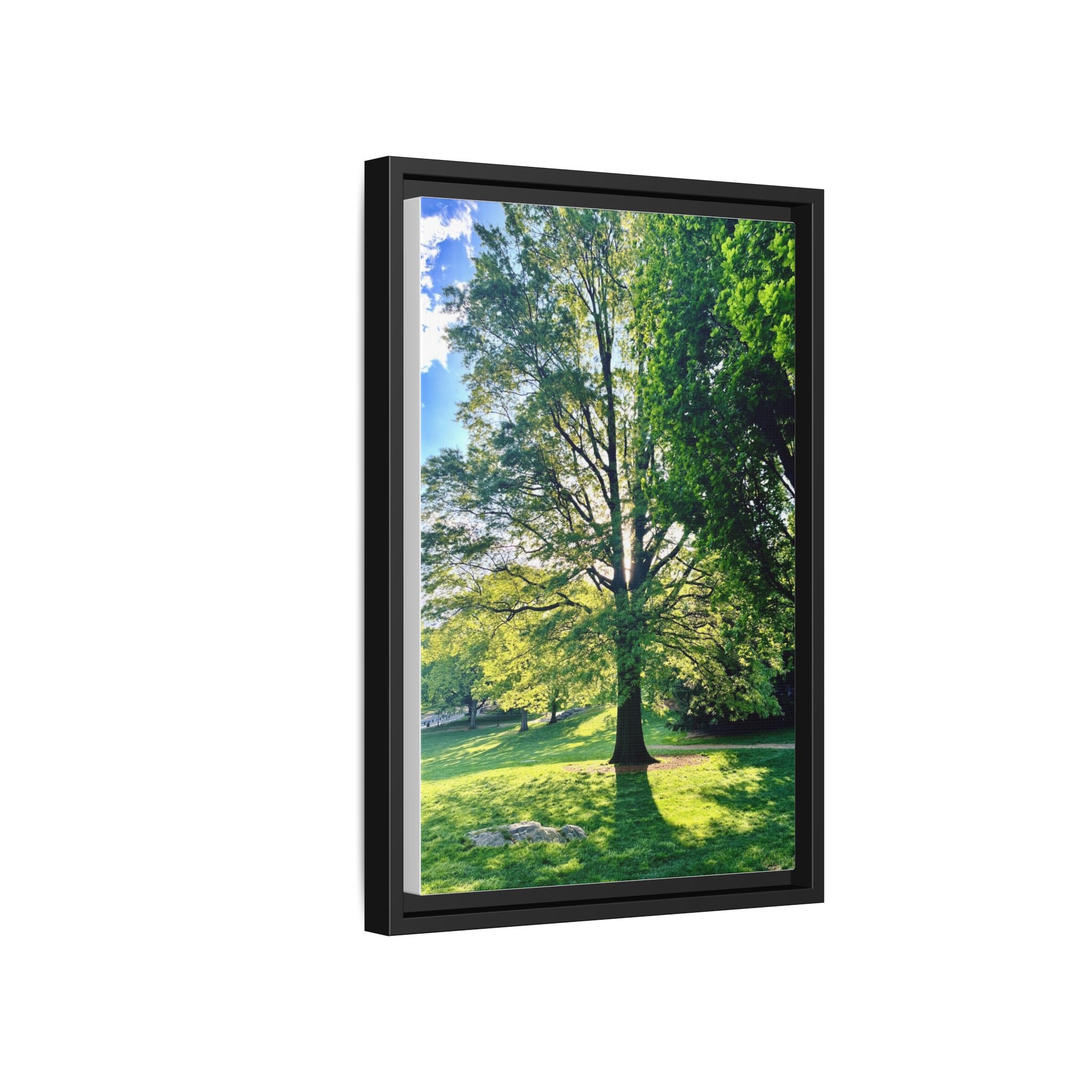 Framed Matte Canvas Print — Sunlit Park Tree Photography